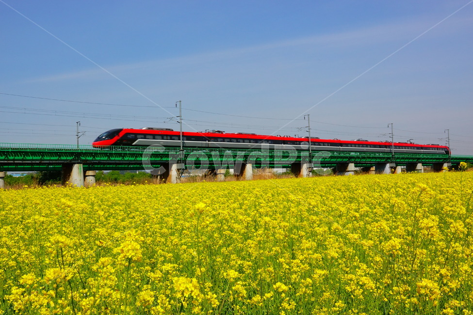 유채꽃,기차,철교,봄,둔치,봄,계절,spring,season,자연,풍경,nature,landscape,교통,교통수단,traffic,transportation