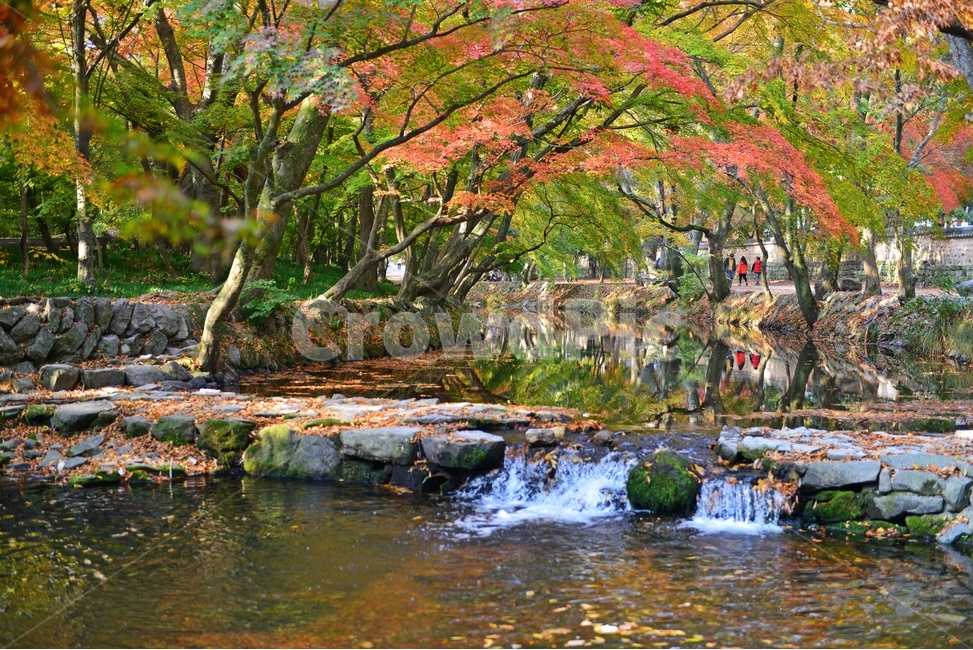 water,물,nature,자연,outdoors,옥외,tree,나무,plant,식물,leaf,잎,treetrunk,나무줄기,maple,단풍,고창,선운사,선운사가을,도솔천,도솔천가을,추색,만추,가을,계절,단풍잎,낙옆,반영