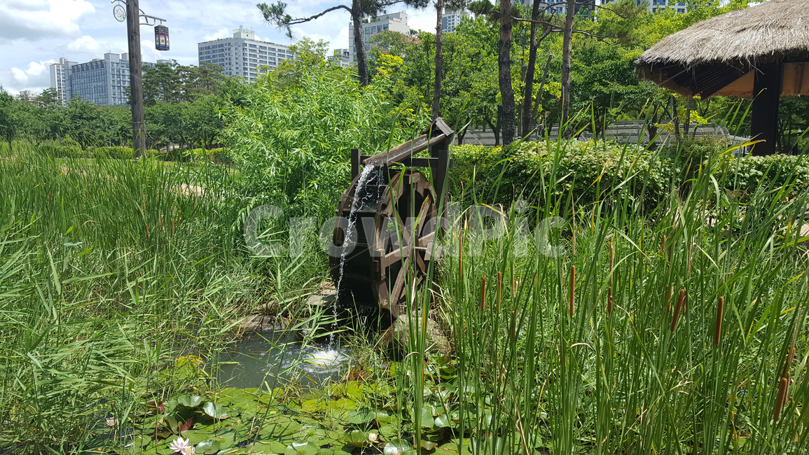 물레방아,연꽃,도시,공원,수풀,waterwheel,lotus,city,park,forest