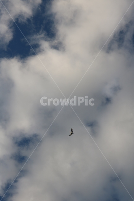하늘,구름,새,비상,자유,자연,풍경,nature,landscape,동물,animal,조류,새,birds,flying,나는,bird