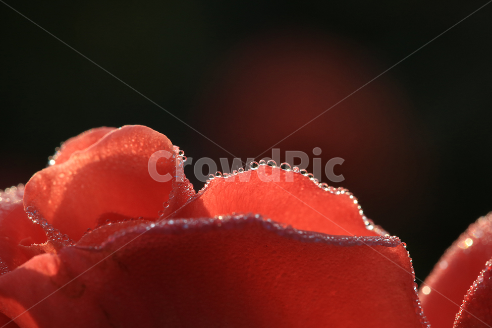 장미,꽃,이슬,일액현상,rose,flower,dew,식물,자연,plants,nature,꽃,flower