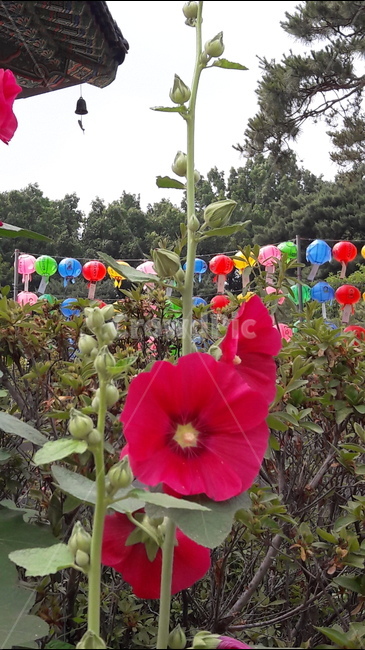 봉은사,절,풍경,등,접시꽃,식물,자연,plants,nature,꽃,flower