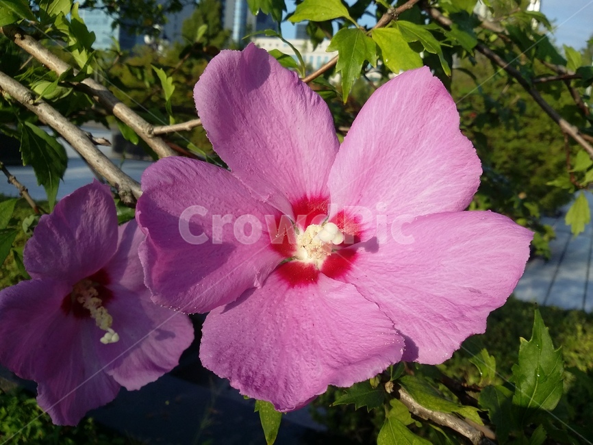 식물,꽃,plant,flower,무궁화,무궁화꽃,자연,식물,자연,plants,nature,꽃,flower