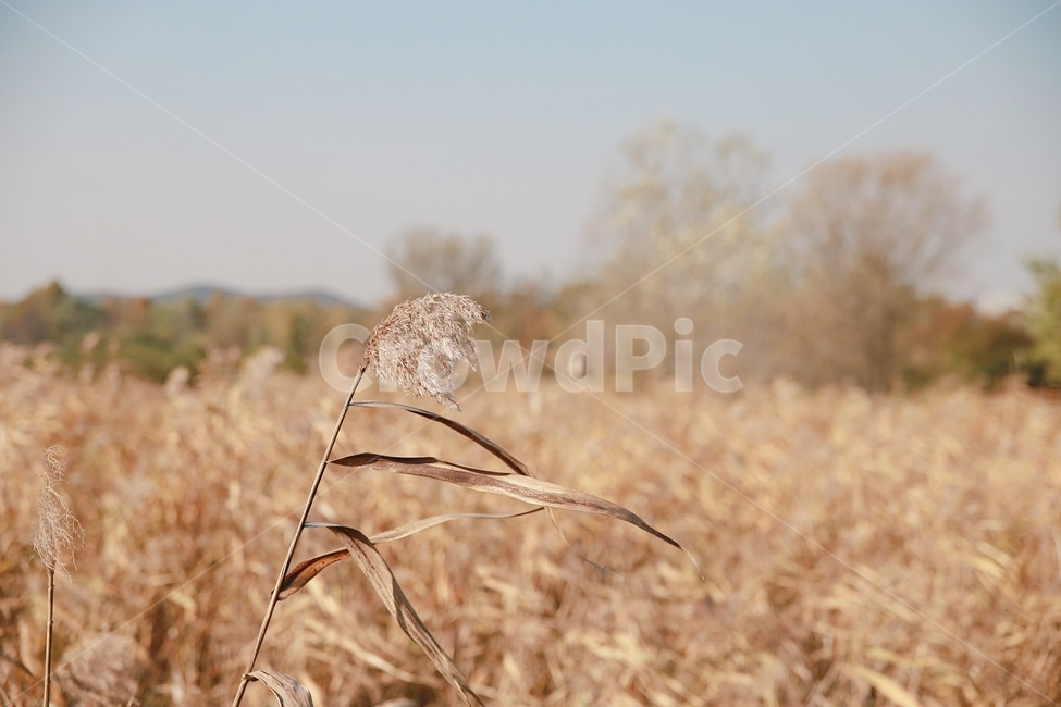가을,억새,갈대,풍경,자연,가을,계절,fall,autumn,season,식물,자연,plants,nature,grass,잔디,plant,lawn,reed,insect,곤충,invertebrate,무척추 동물,animal,동물