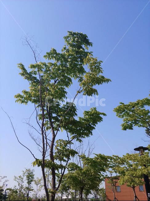 공원,파란하늘,맑은하늘,나무,낮,오후,벗나무