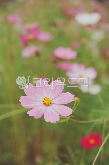 Autumn,Cosmos,Season,Pink,Pink Cosmos,Background,Nature,Outdoor,Plant,Flower