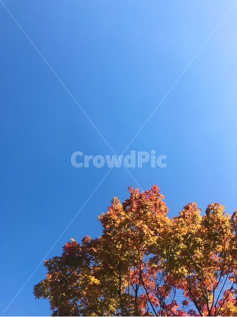 가을,하늘,풍경,단풍,단풍잎,하늘색,자연,가을,계절,fall,autumn,season,자연,풍경,nature,landscape,tree,나무,plant,식물