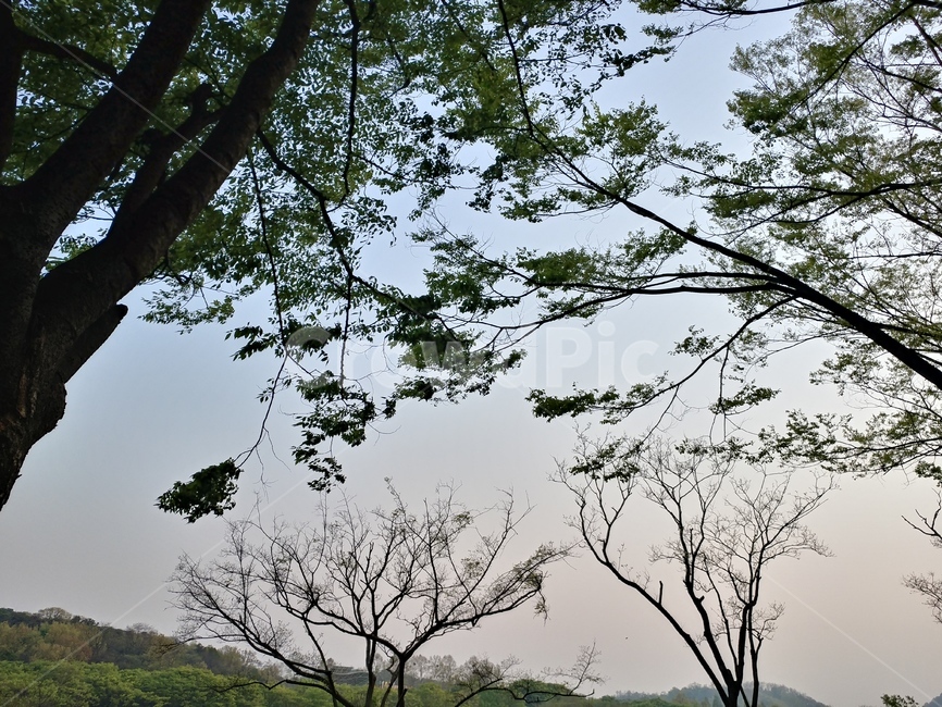 나무,공원,하늘,나뭇잎,나뭇가지
