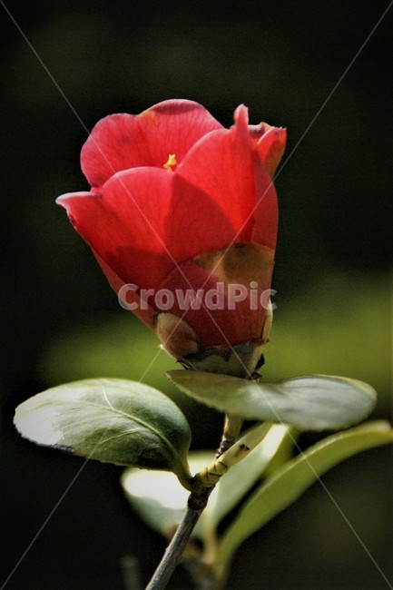 동백꽃,flower,식물,plant,꽃