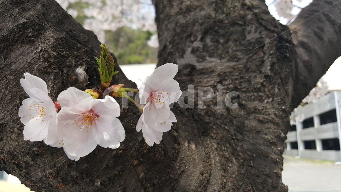 봄,꽃,벚꽃,화사함,따뜻,산뜻,향기로운,밝은,풍족함,봄,계절,spring,season,식물,자연,plants,nature,꽃,flower,plant