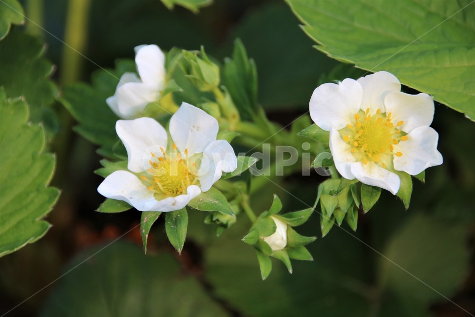 딸기꽃,하얀딸기꽃,하얀꽃,딸기,봄,식물,자연,plants,nature,꽃,flower
