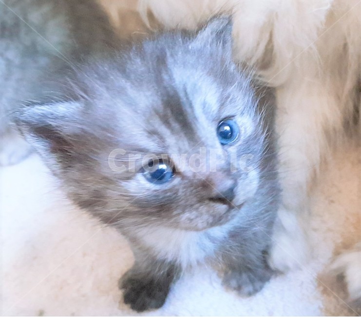 cat,고양이,pet,애완동물,animal,동물,kitten,고양이새끼,포유류