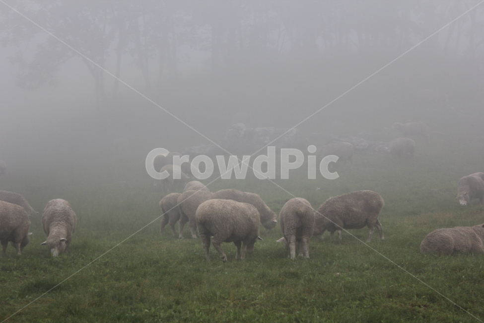 양,목장,안개,초록색,비,동물,animal,포유류,mammal,목축업,목장,livestock farming,ranching,pasture