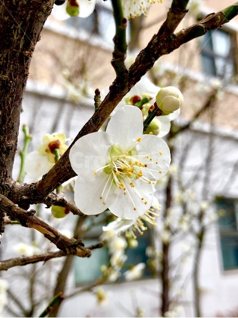매화,꽃,봄,흰꽃,청매화,봄,계절,spring,season,식물,자연,plants,nature,꽃,flower,plant