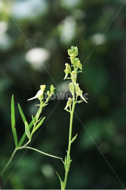 좁은잎해란초,현삼과,여러해살이풀,야생화,식물,식물,자연,plants,nature,꽃,flower
