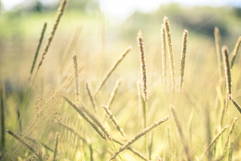 newsletter,green,nature,leaf,ligh,spring,Outfocusing,outdoor,afternoon,warm,light,background,plant,lear,State of the Union
