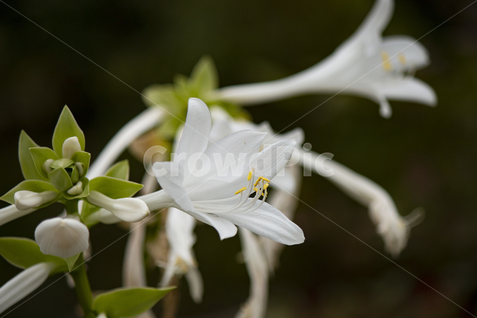 plant,식물,꽃,flower,옥잠화,하얀색,흰색,꽃수술,흰꽃,자연,계절,가을,식물,자연,plants,nature,꽃,flower