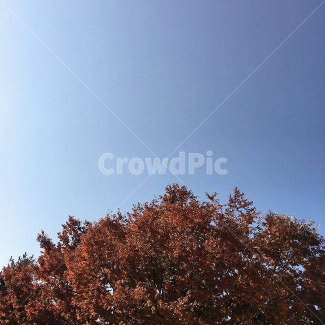 일상,하늘,나무,단풍,가을,자연,가을,계절,fall,autumn,season