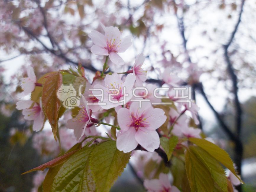 ,close shot,natural sensibility,cherryblossom,flower tree,Cherry blossoms,spring flowers,spring,beautiful,season,pretty flower,spring day,sakura,spring outing,cherry branch,picnic,background,plant,Yoshino cherry tree,cherry,pink,Cherry Blossom,flowering,D