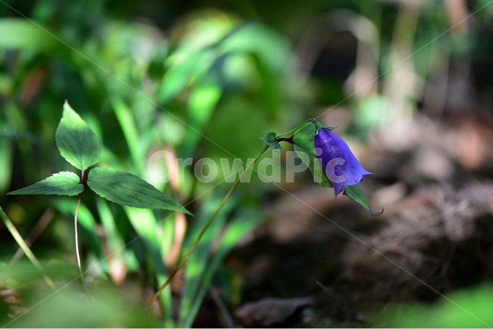 금강초롱꽃,야생화,식물,자연,꽃,생태,힐링,플라워,wildflower,flower,plants,nature,season,감성,느낌,emotion,feeling,여름,여러해살이풀,초롱꽃과,금강초록꽃속,자주색,식물,자연,plants,nature,꽃,flower
