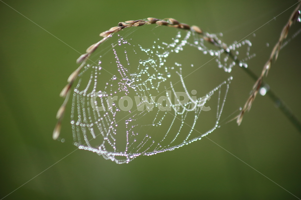 물방울,이슬,거미줄,dew,cobweb