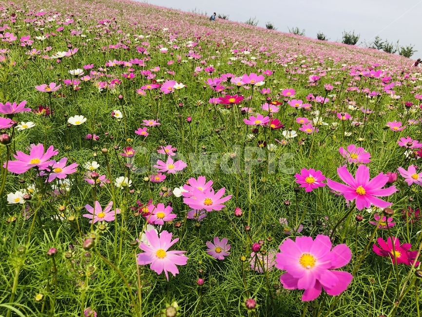 코스모스,가을,들판,풍경,핑크,가을,계절,fall,autumn,season,plant,식물,field,들,grassland,목초지,outdoors,옥외,flower,꽃,blossom,petal,꽃잎