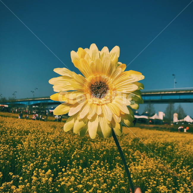 꽃,해바라기,봄,flower,sunflower