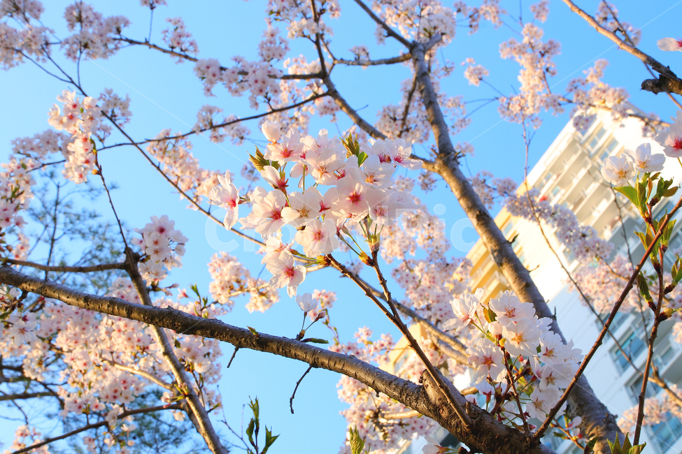 봄,벚꽃,벚나무,cherryblossom,spring,꽃,flower