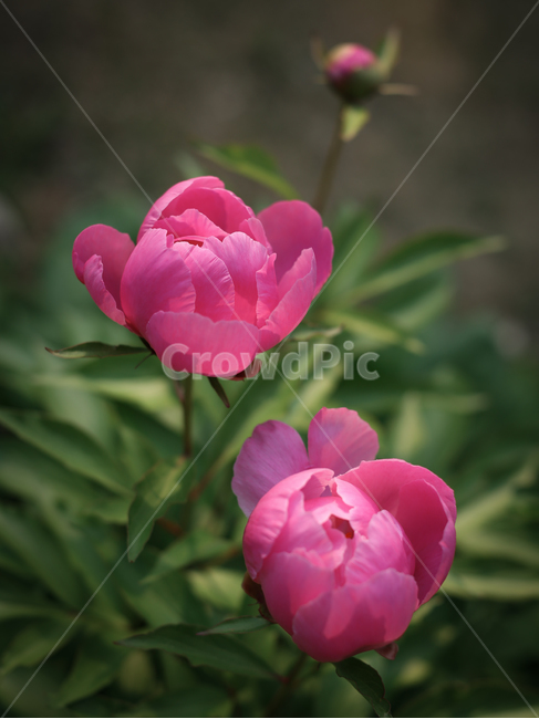 작약,작약꽃,꽃,식물,분홍꽃,식물,자연,plants,nature,꽃,flower