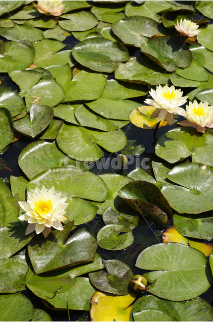 연못,수련,수생식물,식물,자연,꽃,flower,color,식물,자연,plants,nature,꽃,flower