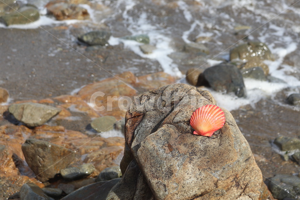 조개,조개껍데기,껍데기,바다,돌,해변,돌맹이,clam,beach,rock,시원한