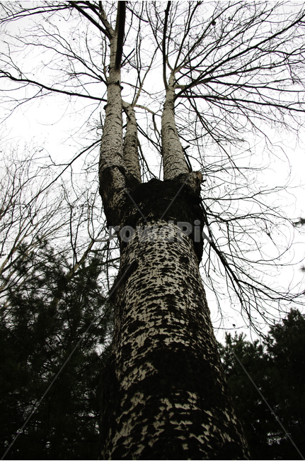 나무,하늘,그림자,겨울,자작나무,식물,식물,자연,plants,nature,나무,trees,wood