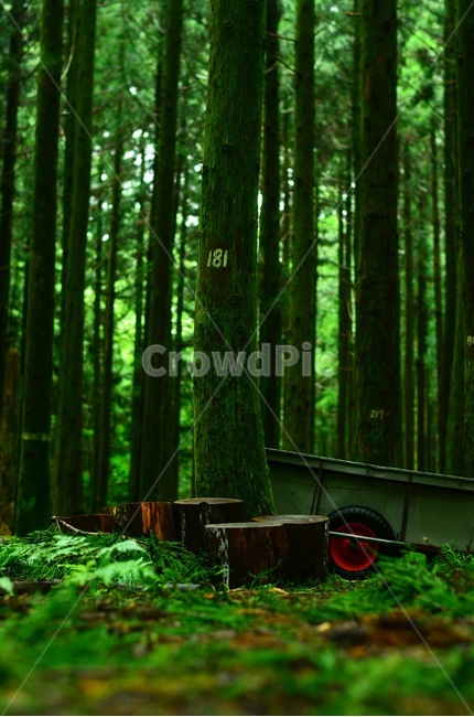 나무,자연,삼나무숲,숲,초록색,green,자연,풍경,nature,landscape,식물,plants,나무,trees,wood,휴식,힐링,rest,relaxation,healing,plant,tree