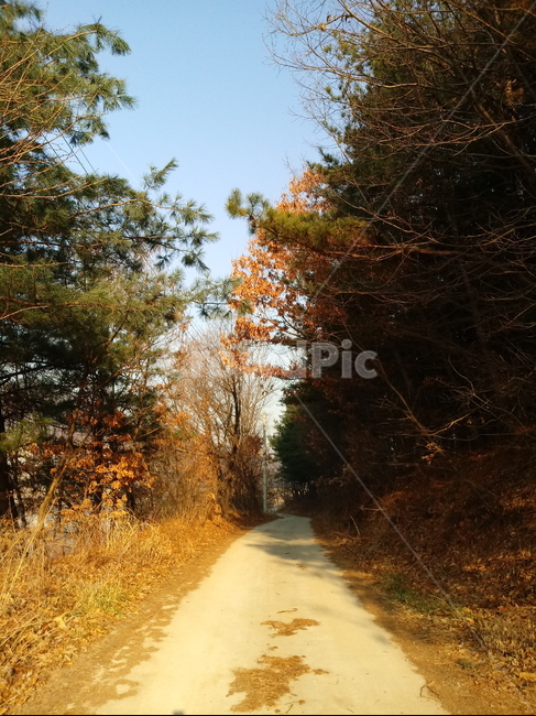 바닥,outdoors,land,숲길,길,산책로,옥외,산길,나무,나무줄기