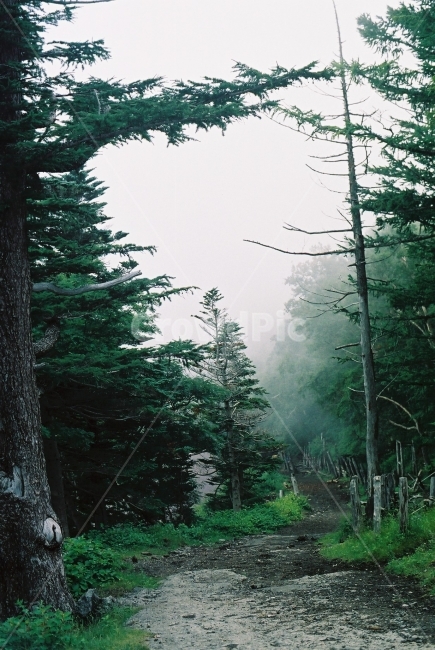후지산,등산,숲속,등반,산책로,산책,필름,산속,자연,풍경,nature,landscape,식물,plants,나무,trees,wood,감성,sensible,feeling,tree,plant,fir,전나무