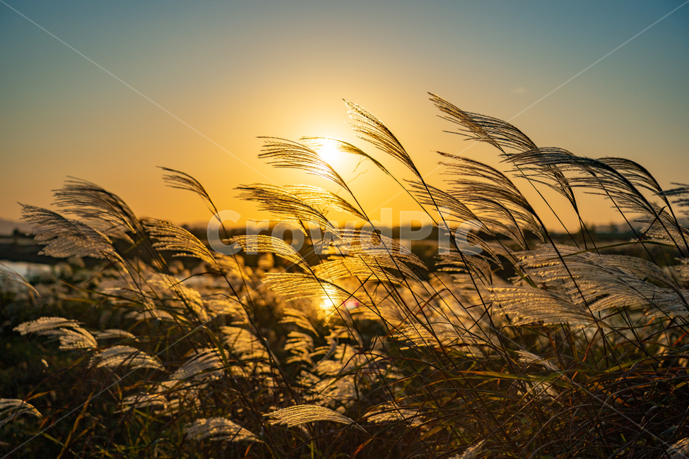억새,flamegrass,silvergrass,일몰,sunset,sundown,식물,빛,light,자연,풍경,nature,landscape,식물,plants