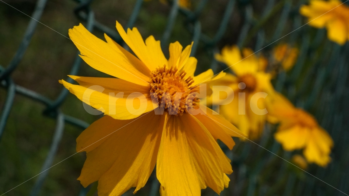 금계국,꽃,플라워,자연,식물,flower,nature,철조망,꽃사진,접사,macro,풍경,landscape,plants,식물,자연,plants,nature,감성,sensible,feeling,꽃,flower