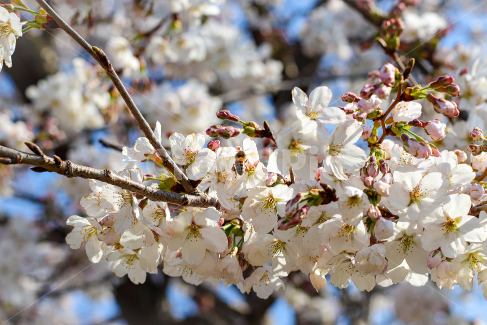 벚꽃,cherryblossom,꽃,flower,blossom,식물,plant,꿀벌,bee,봄,spring,핑크,pink,감성,자연,nature