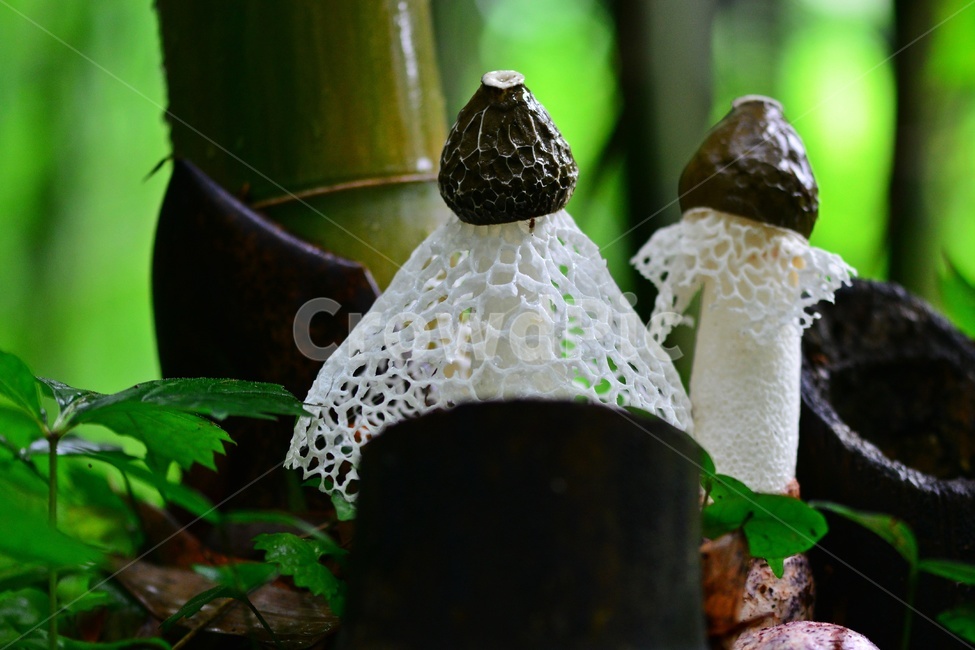 fungus,진균류,plant,버섯,포자,망태버섯,하얀망태버섯,독버섯,자연,식물,소나무숲,여름,대나무,대나무밭
