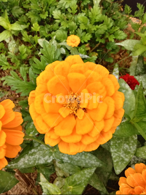 꽃,식물,plant,flower,백일홍,노란색꽃,식물,자연,plants,nature,꽃,flower