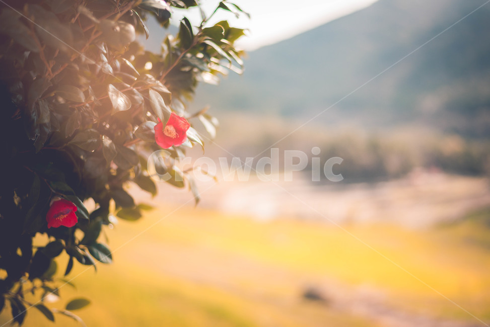 동백,동백나무,동백꽃,식물,꽃,식물,자연,plants,nature,꽃,flower,감성,sensible,feeling