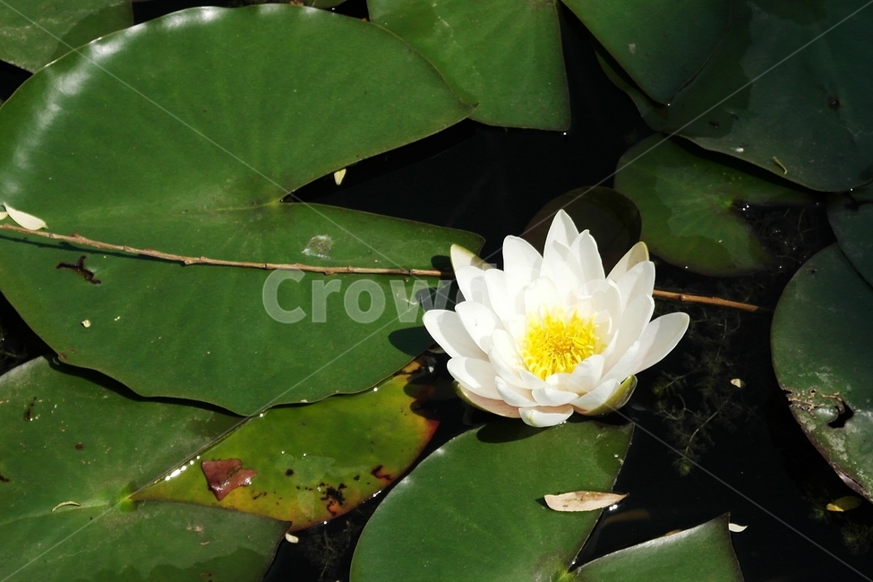 연꽃,연잎,꽃,여름꽃,연못,식물,자연,plants,nature,꽃,flower