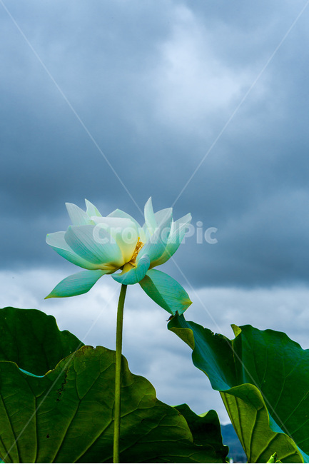 연꽃,하늘,연잎,문양,무늬,식물,자연,plants,nature,꽃,flower