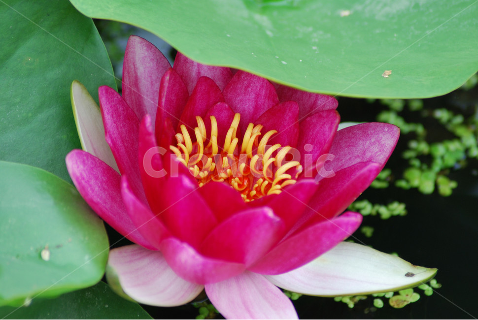 관곡지,시흥연꽃테마파크,연술,연꽃,연잎,식물,자연,plants,nature,꽃,flower
