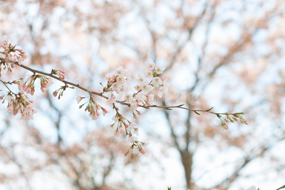 봄,봄꽃,식물,벚꽃,plant,꽃,flower,식물,자연,plants,nature