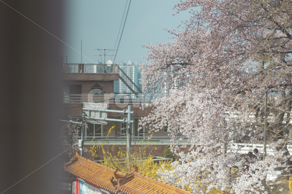 봄,벚꽃,자연,풍경,오후,식물,꽃,plant,blossom,봄,계절,spring,season
