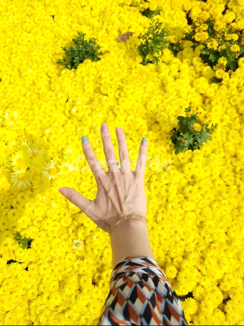 손,꽃,식물,감성,봄,blossom