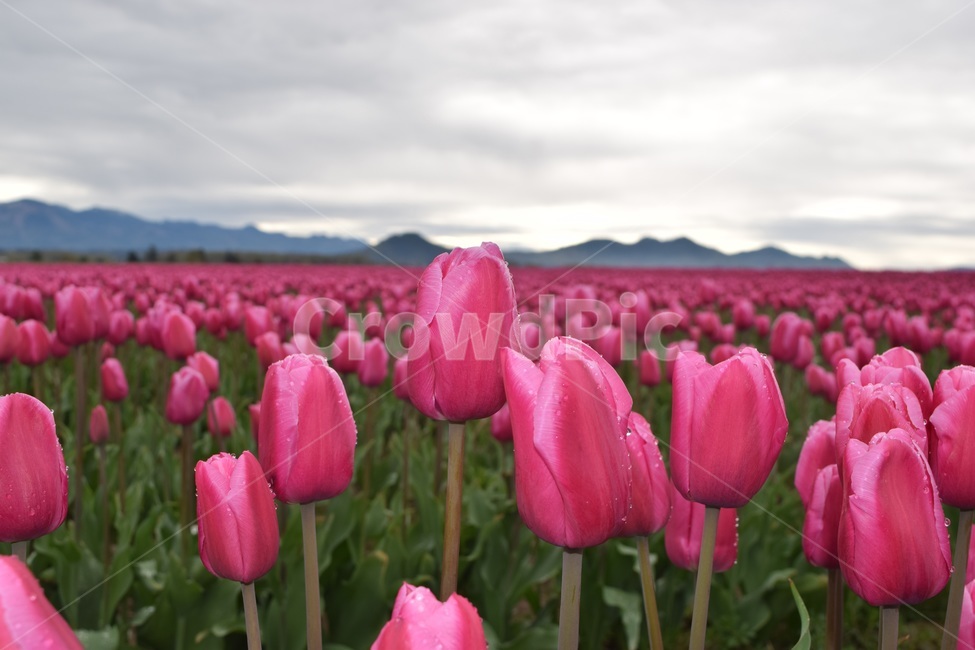 plant,식물,blossom,flower,꽃,봄,꽃다발,튤립,튜울립,자연,경치