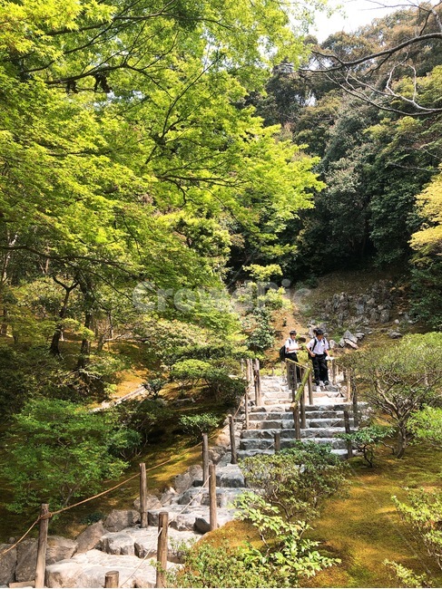 일본,계단,숲,경치,나무
