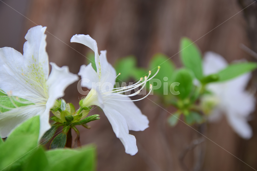 철쭉,진달래,힌철쭉,꽃,자연,식물,힌,white,나무,힌꽃,nature,flower,꽃잎,plant,바탕,색감,감성,식물,자연,plants,nature,꽃,flower